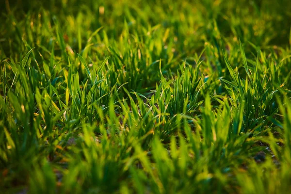 Zomerveld Groeiend Groen Gras Weide — Stockfoto