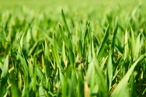 Растущей Зеленой Травы Летние Луга — стоковое фото