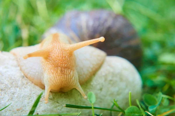 자연의 달팽이 여름날 Helix Pomatia — 스톡 사진