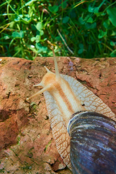 Escargot Limace Rampant Extérieur Dans Nature — Photo