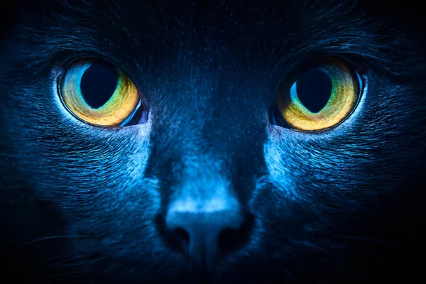 Black Fur Cat Yellow Eyes Studio — Stockfoto