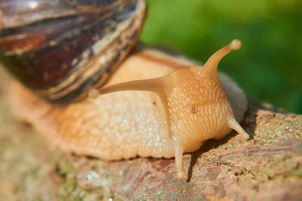 Slug Snail Nature Summer Day Helix Pomatia — Stock Photo, Image