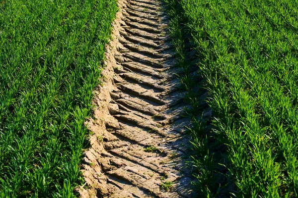 Landsbygd Fält Med Traktor Däck Rullas Marken Och Grönt Gräs — Stockfoto