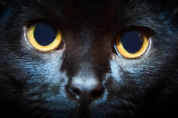 Gato Pele Preta Com Olhos Amarelos Estúdio — Fotografia de Stock