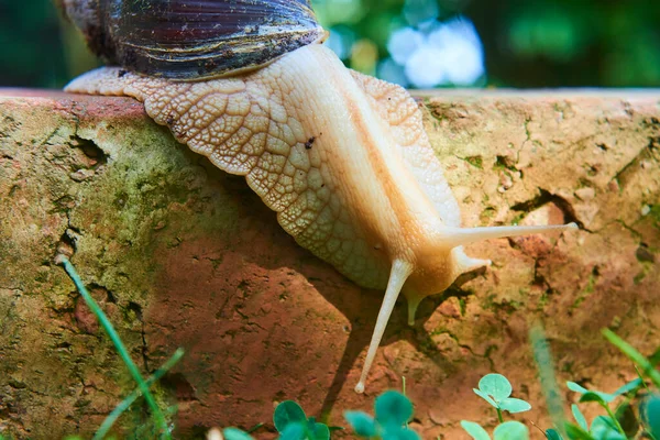 Plazící Malý Hnědý Šroubovice Šnek Parku Helix Pomatia — Stock fotografie