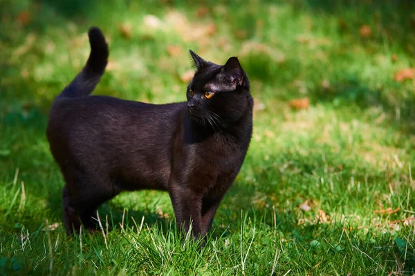 Svart Päls Katt Utomhus Grönt Gräs — Stockfoto