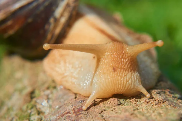 Meztelen Csiga Természetben Nyári Nap Helix Pomatia — Stock Fotó