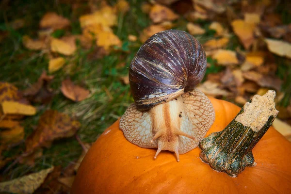 Brown Helix Snail Crawling Orange Pumpkin Royalty Free Stock Photos