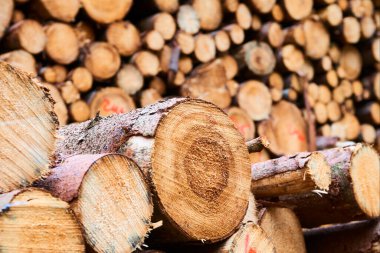 istiflenmiş ağaç kütükleri, ahşap kereste