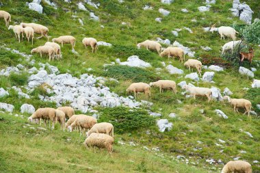 Koyun ve kuzular dağlarda yeşil çayırlar 