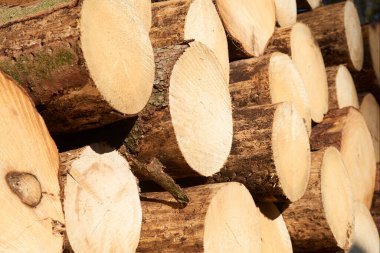 Ahşap Kütükler Yığını Birleştirildi