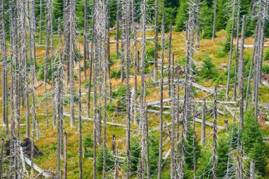 Kesilmiş orman, ormansız alanlar, çürümüş orman, bozulmuş çevre.