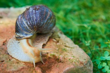 Salyangoz doğada sürünüyor, yaz günü. 