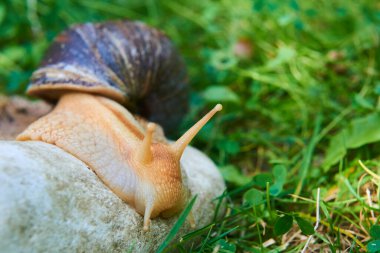 Doğada sürünen sümüklü böcek. 