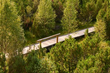 summer season park and wooden path 