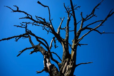 Kuru ağaç dalları ve mavi gökyüzü 