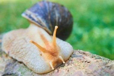 Parkta sürünen küçük kahverengi sarmal salyangoz, Helix pomatia
