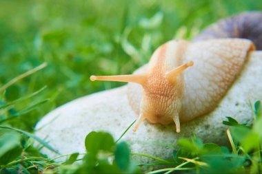 Salyangoz doğada sürünüyor, yaz günü. 