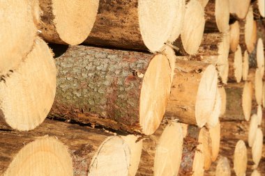 Ahşap Kütükler Yığını Birleştirildi