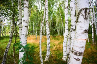 Ormandaki yaz ağaçları, doğa yaprakları. 