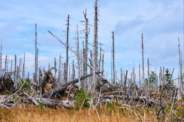 Kesilmiş orman, ormansız alanlar, çürümüş orman, bozulmuş çevre.