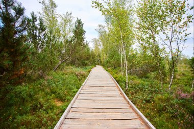 Parktaki ahşap yol, doğa bitki örtüsü ve yapraklar, yaz ağaçları.  