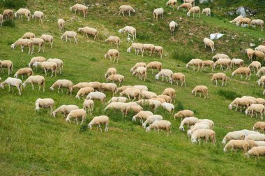 Koyun sürüsü yeşil çayırlarda, dağlarda, manzaralı doğa güzelliğinde 