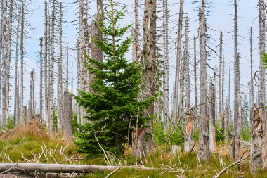 Kuru ağaçlı orman, iklim değişikliği