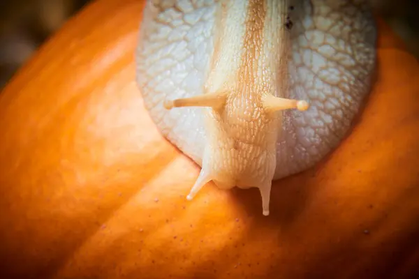 Elica Marrone Lumaca Strisciando Sulla Zucca Arancione — Foto Stock