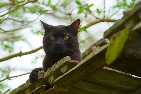 野外纯种黑毛猫 — 图库照片
