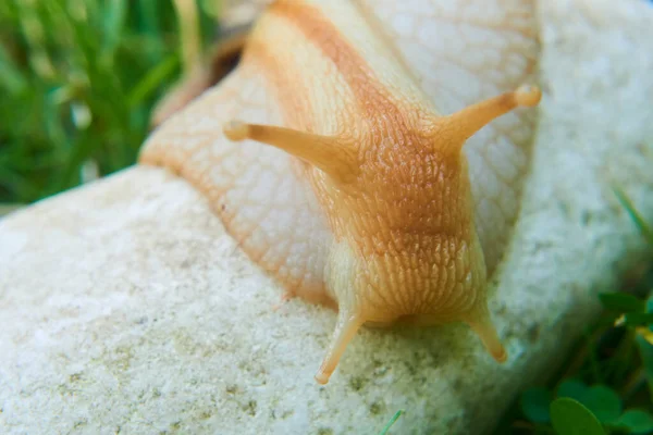 Kúszás Kis Barna Helix Csiga Parkban Helix Pomatia — Stock Fotó