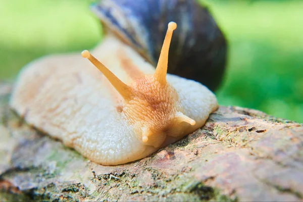 자연의 달팽이 여름날 Helix Pomatia — 스톡 사진