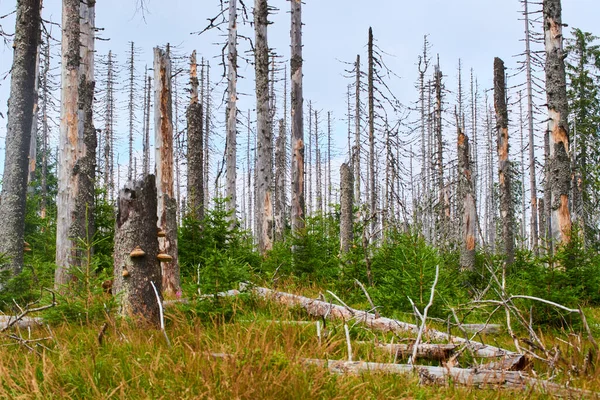 Bosque Con Árboles Secos Medio Ambiente Cambio Climático — Foto de Stock