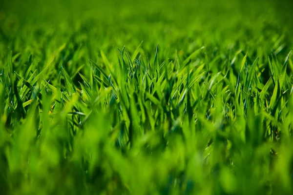 Champ Été Herbe Verte Croissance Prairie — Photo