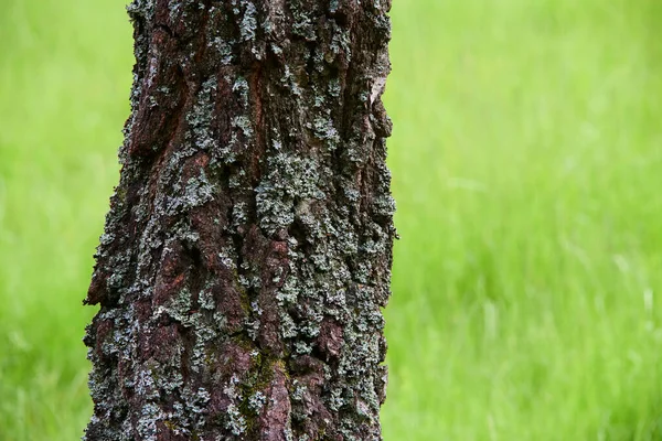 Rostoucí Strom Kmen Kůra — Stock fotografie