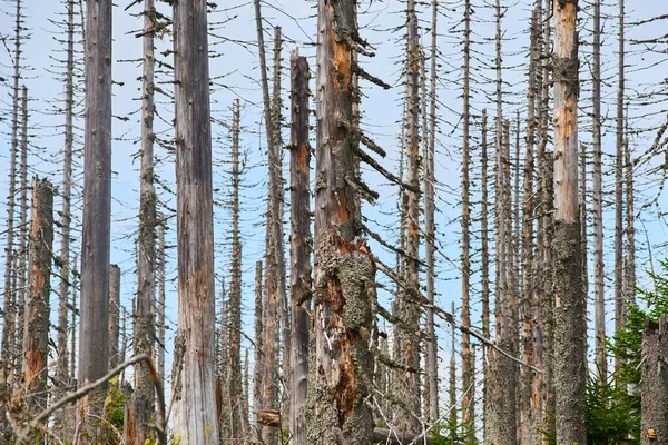 조하고 부서진 나무들 — 스톡 사진