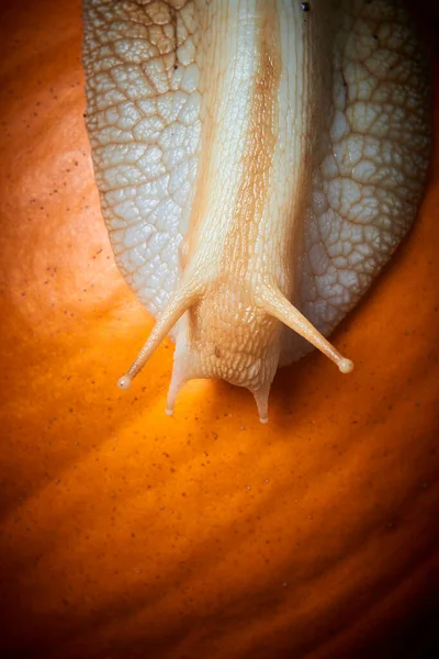 Helix Pomatia Caracol Naturaleza Babosa Arrastrándose —  Fotos de Stock