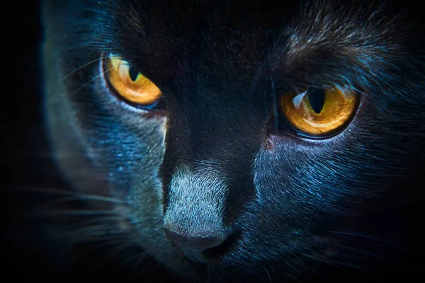 Gato Pele Preta Com Olhos Amarelos Estúdio — Fotografia de Stock