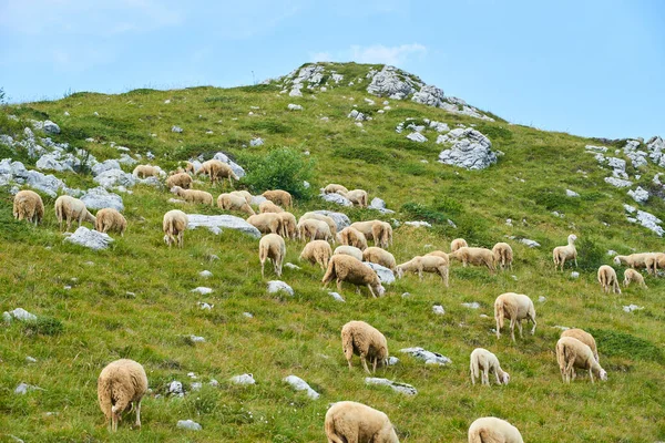 lambs in mountains green grass meadow 