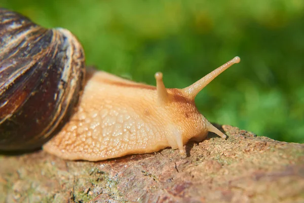 Ślimak Ślimak Przyrodzie Letni Dzień Helix Pomatia — Zdjęcie stockowe