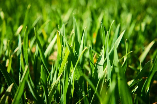 Campo Verão Grama Verde Crescente Prado — Fotografia de Stock