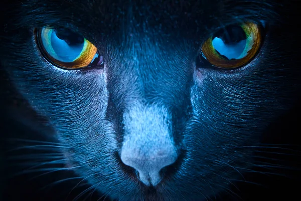 Black Fur Cat Yellow Eyes Studio — Stockfoto