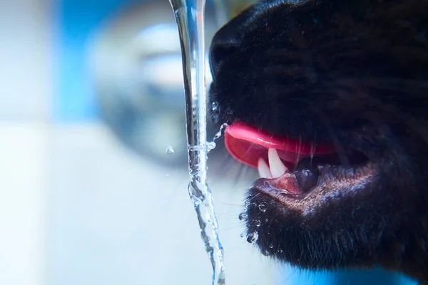 Close Preto Pele Gato Água Potável Com Língua Vermelha — Fotografia de Stock