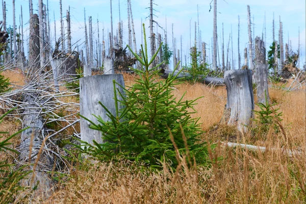 Forêt Abattue Zones Déboisées Forêt Dénudée Environnement Dégradé — Photo