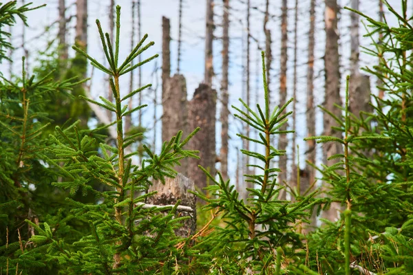 Δάσος Ξηρά Δέντρα Κλιματική Αλλαγή Του Περιβάλλοντος — Φωτογραφία Αρχείου