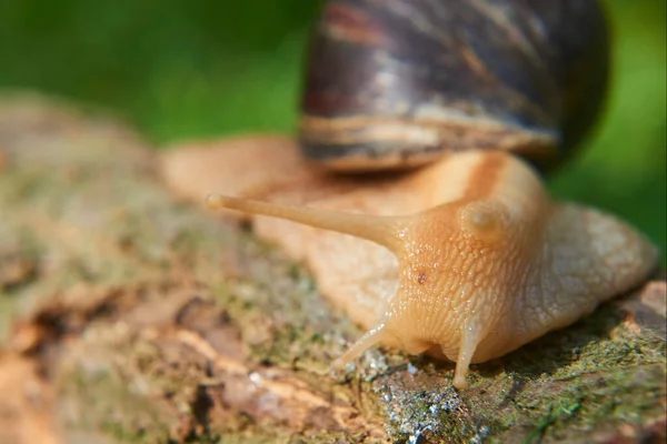 Gatear Caracol Babosa Aire Libre Naturaleza —  Fotos de Stock