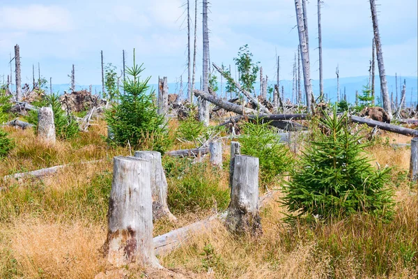 Abgeholzte Wälder Abgeholzte Flächen Entvölkerter Wald Verdorbene Umwelt — Stockfoto