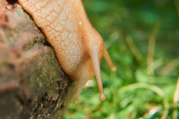 Krabbelschnecke Draußen Der Natur — Stockfoto