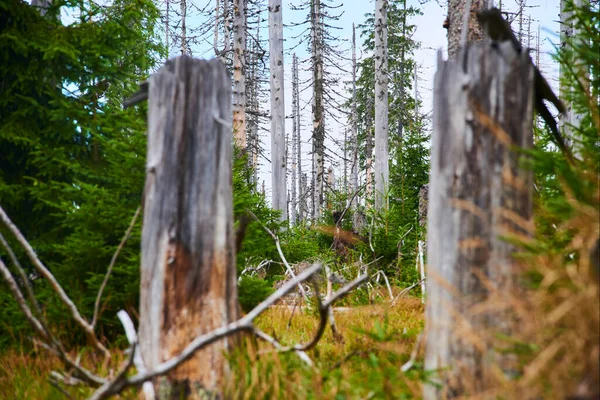 Bosque Con Árboles Secos Medio Ambiente Cambio Climático — Foto de Stock