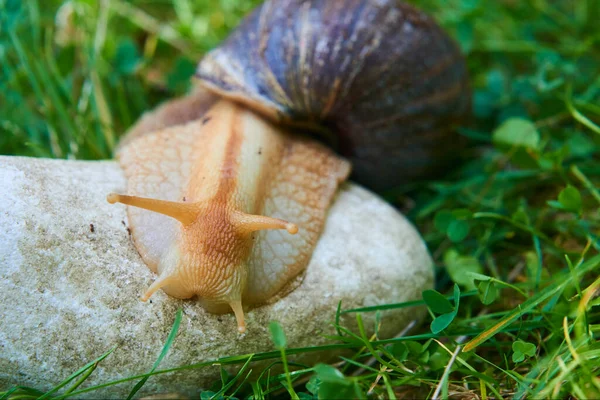 Gatear Caracol Babosa Aire Libre Naturaleza —  Fotos de Stock